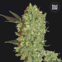 Насіння коноплі Marley's Bud feminized