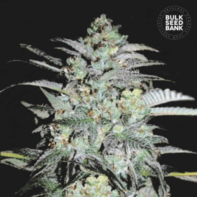 Mazar Extra feminized