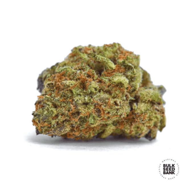 Mazar Extra feminized