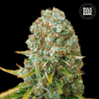 Moby Big feminized
