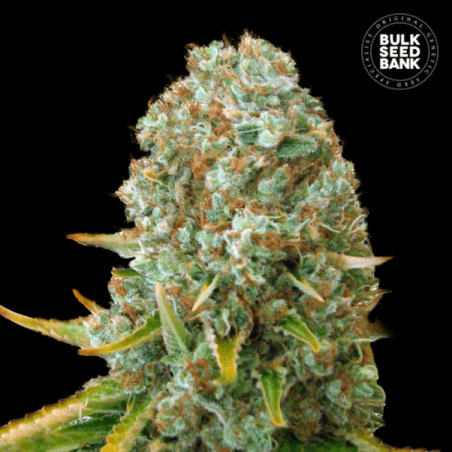 Семена конопли Moby Big feminized BulkSeedBank