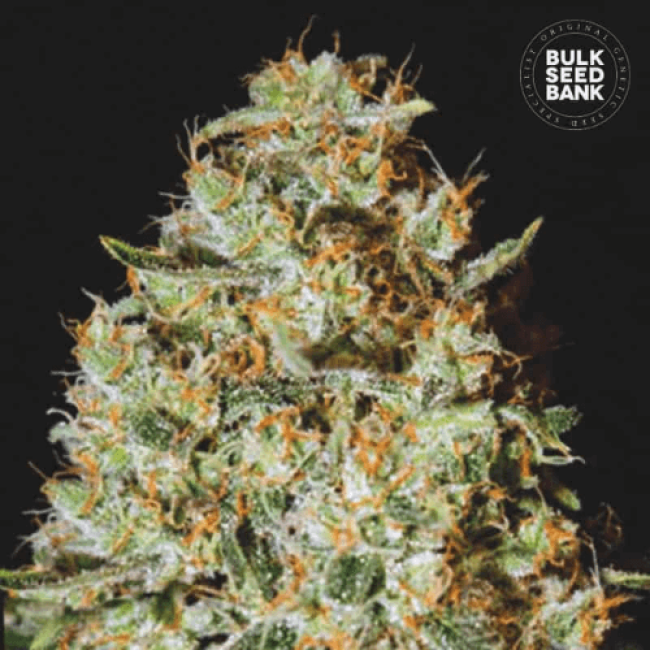 Семена конопли Nepal Gold feminized BulkSeedBank Семена конопли Nepal Gold feminized BulkSeedBank