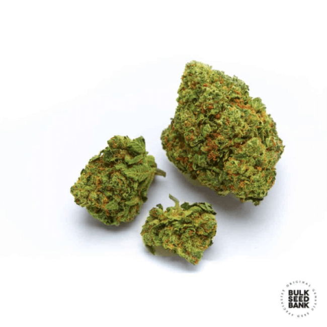 Семена конопли Nepal Gold feminized BulkSeedBank