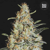 New's Haze feminized 