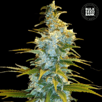 Northern Light feminized