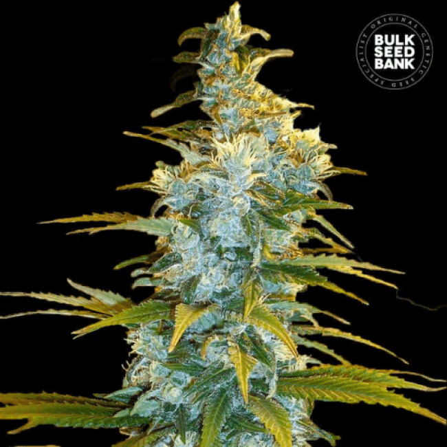 Northern Light feminized