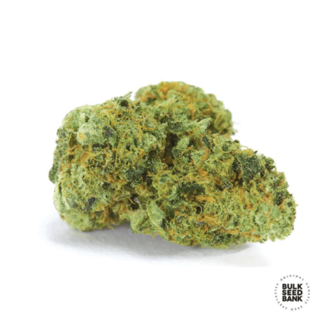 Northern Light feminized