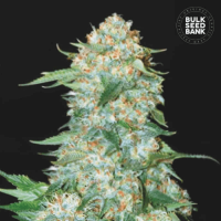 OG Kush feminized