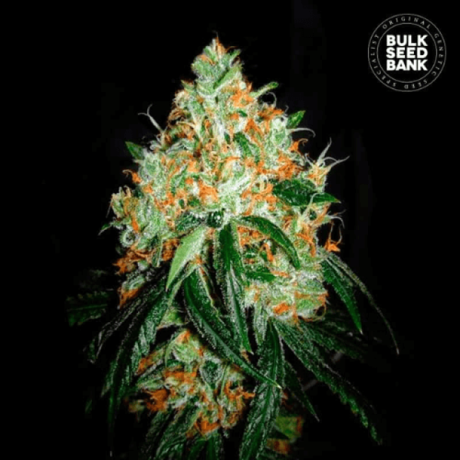Original Orange Bud feminized
