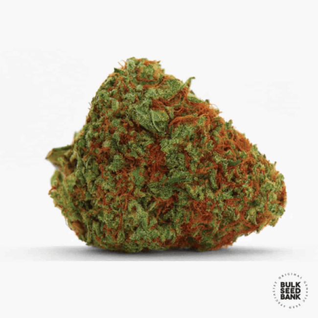 Original Orange Bud feminized