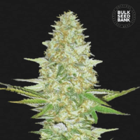 Насіння коноплі Perfect Power Plant feminized