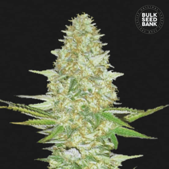 Perfect Power Plant feminized