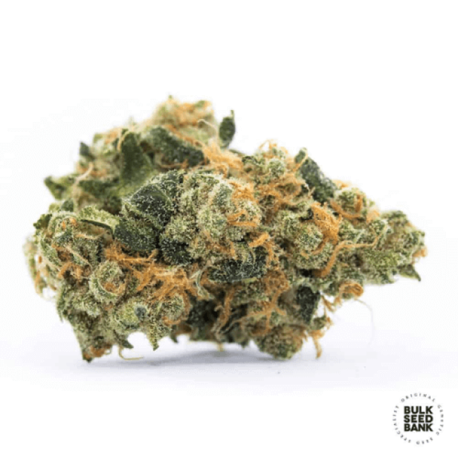 Perfect Power Plant feminized