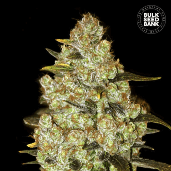 Насіння конопель Psychedelic feminized BulkSeedBank