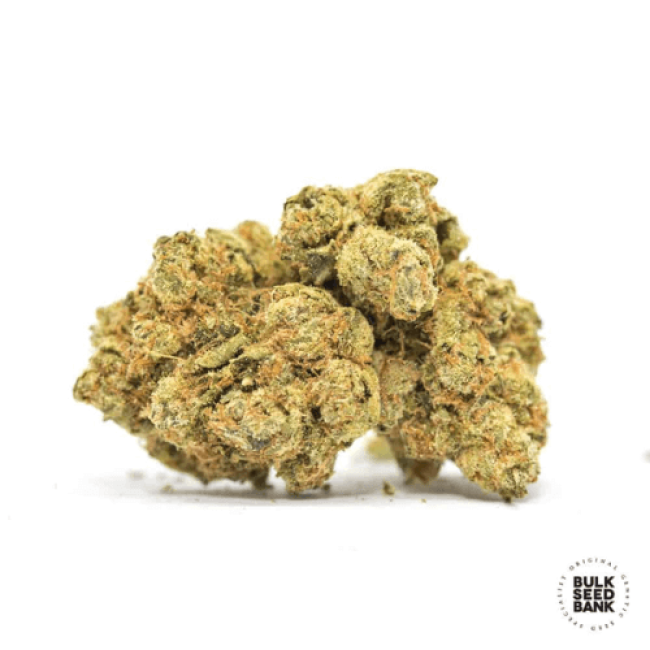 Насіння конопель Psychedelic feminized BulkSeedBank