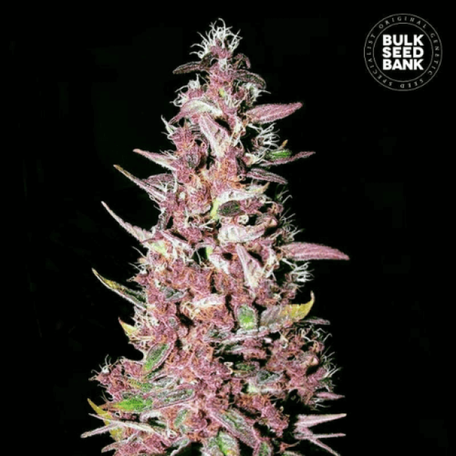 Насіння коноплі Purple Glam Kush feminized BulkSeedBank