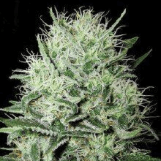 Auto Big Devil Kiss - новый сорт конопли от BulkSeedBank