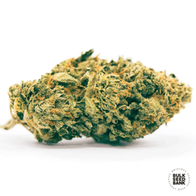 Семена конопли K2 feminized BulkSeedBank