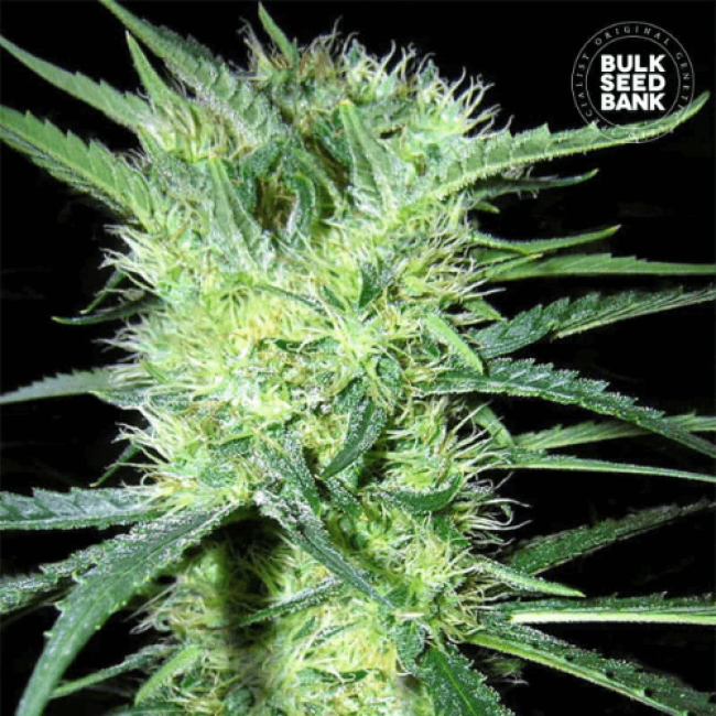 Семена конопли K2 feminized BulkSeedBank