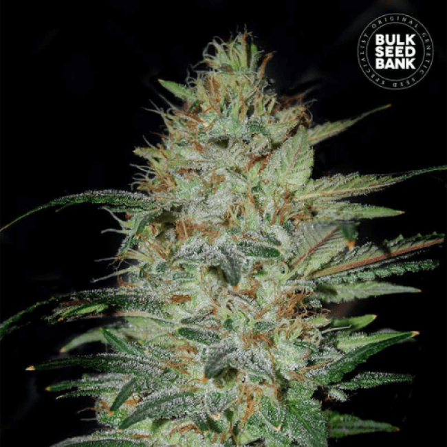 Sensible Star feminized