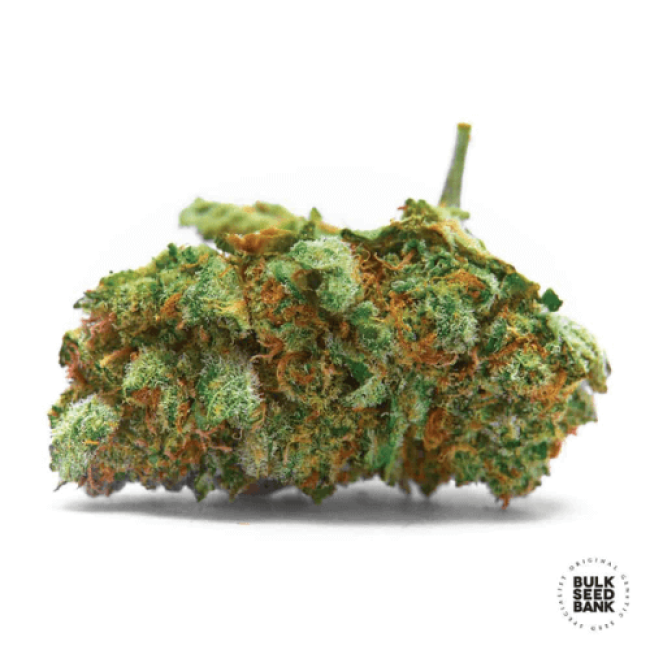 Sensible Star feminized