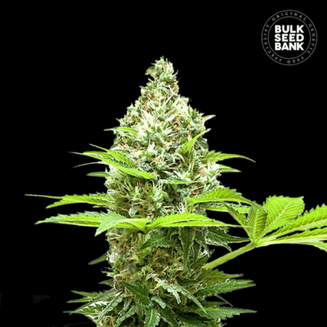 Sherbet Power feminized