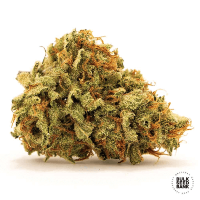 Sherbet Power feminized