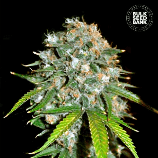 Skunk №99 feminized