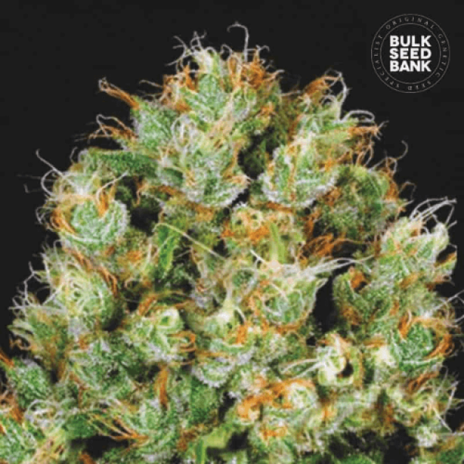 Sour Diesel feminized