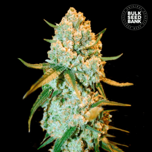 Special Crystal Haze feminized