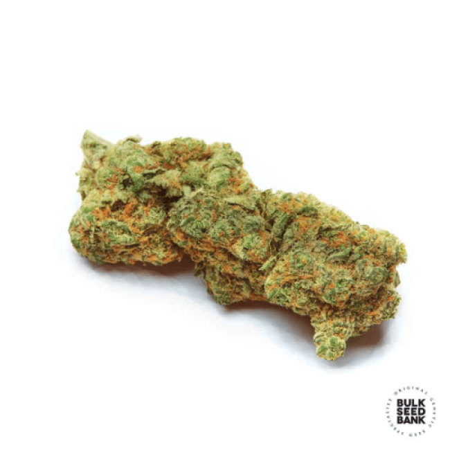 Special Crystal Haze feminized