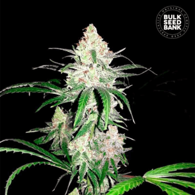 Семена конопли Special Lime Haze feminized BulkSeedBank Семена конопли Special Lime Haze feminized BulkSeedBank