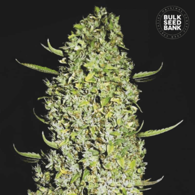 Семена конопли The Unlimited feminized BulkSeedBank