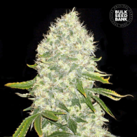 WHITE WIDOW