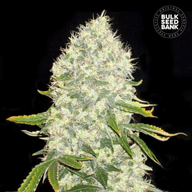 WHITE WIDOW