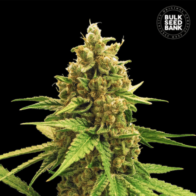 Насіння коноплі Winning Cake feminized BulkSeedBank