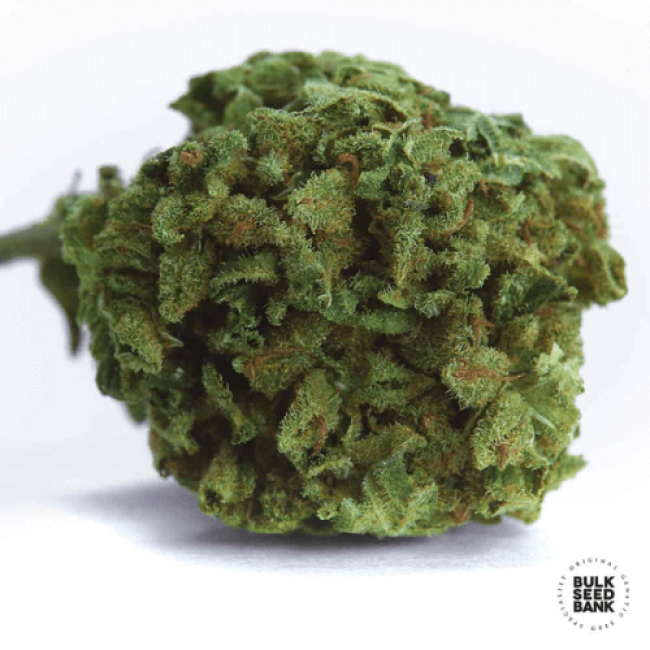 Насіння коноплі Winning Cake feminized BulkSeedBank