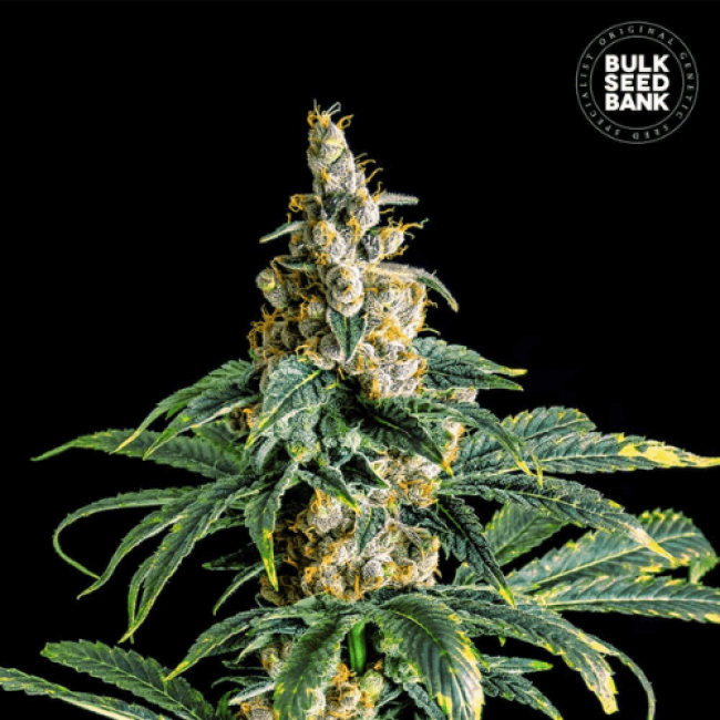 Семена конопли Zkittly Zi Zi feminized BulkSeedBank