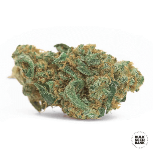 Семена конопли Zkittly Zi Zi feminized BulkSeedBank