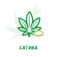 Семена конопли Сативы Семена конопли Сативы