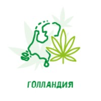 Невысокие сорта конопли
