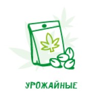 Урожайные семена конопли: купить в Украине по выгодной цене
