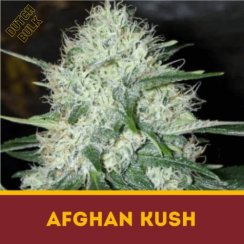 AFGHAN KUSH Dutch Bulk