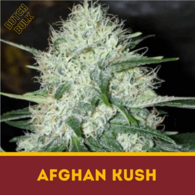 Семена конопли AFGHAN KUSH Feminised Семена конопли AFGHAN KUSH Feminised