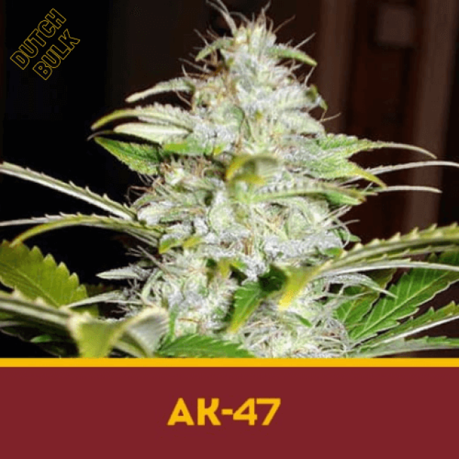 AK-47 DutchBulk