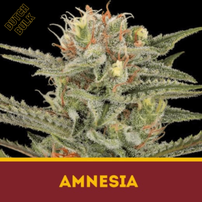 Насіння конопель AMNESIA Насіння конопель AMNESIA