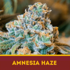 AMNESIA HAZE Dutch Bulk