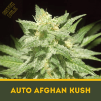 Auto Afghan Kush Dutch Bulk