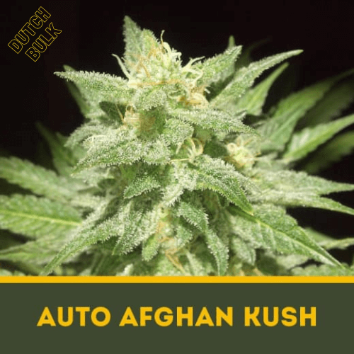 Семена марихуаны Auto Afghan Kush