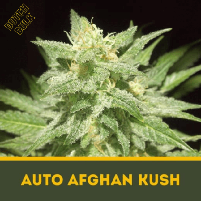 Auto Afghan Kush Dutch Bulk Auto Afghan Kush Dutch Bulk